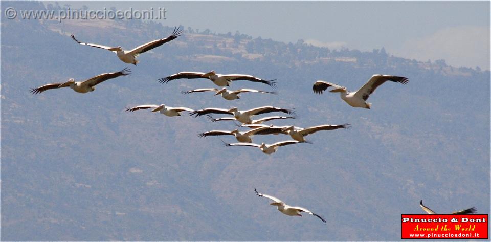 Ethiopia - Lago Chamo - Pellicani - 15.jpg